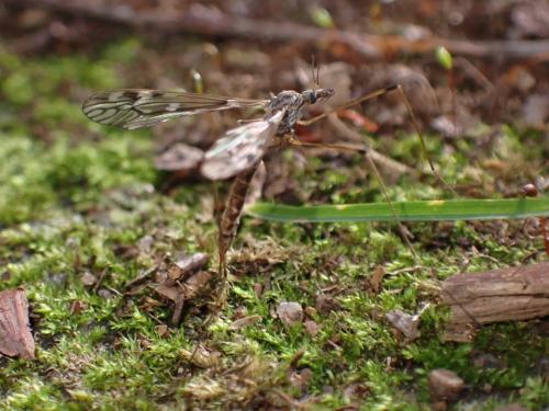Tipula confusa